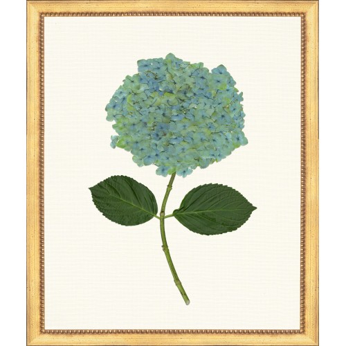 TLC- HYDRANGEA 9  20 X 24